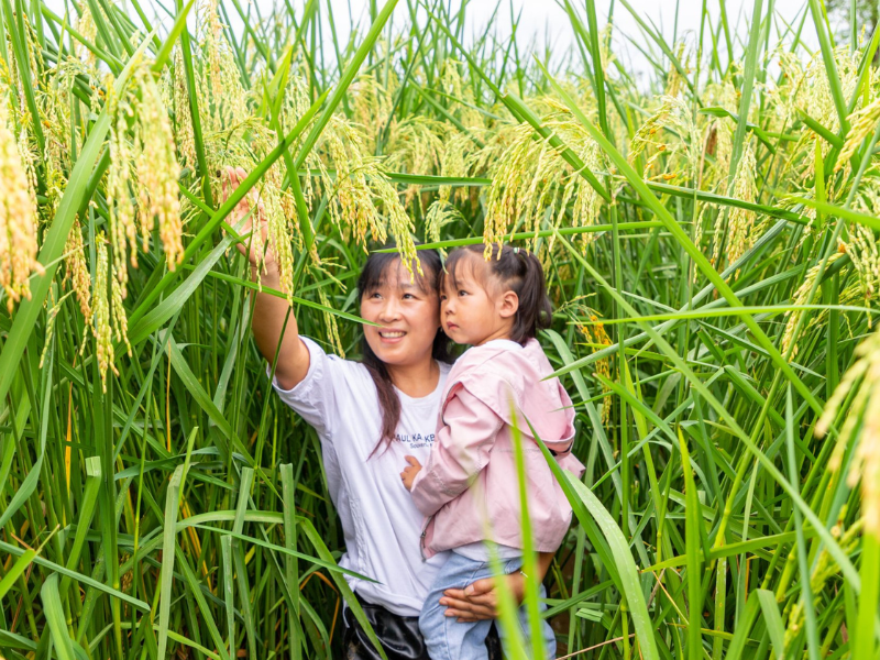 GIỐNG LÚA LỚN  VƯỢT ĐẦU NGƯỜI Ở TRUNG QUỐC