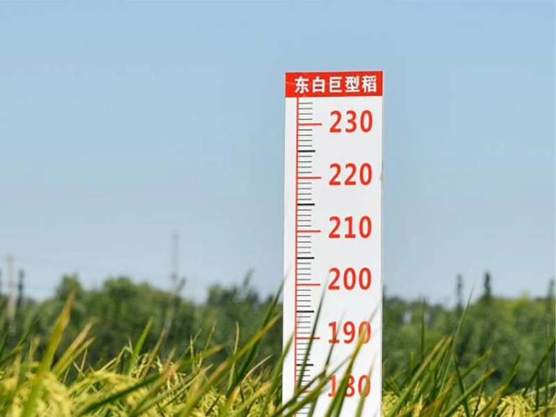 gạo cao hơn người ở trung quốc
